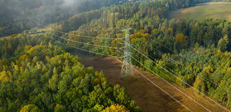power lines over green trees